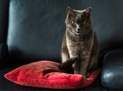 Шерсть домашних животных может попасть куда угодно