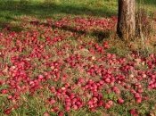 Опалі яблука загрожують ділянці