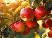 Яблони – это настоящие королевы наших садов