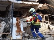 Во время войны к волонтерству присоединяются даже домашние питомцы