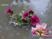 Потоп у Херсоні