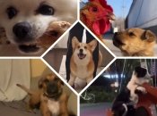 Песики точно знають, як покращити своїй людині настрій