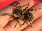 Укус тарантула может вызвать сильную аллергию