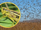 Саранча на юге Украины