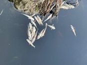 На поверхню викинуло десятки тон мертвої риби