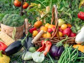 Урожай з городу залежить від якості ґрунту