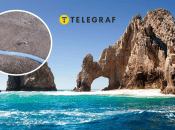 Оселедцевий король