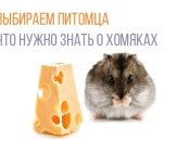 Выбираем питомца ребенку: все, что нужно знать о хомяках