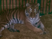 Тигрица находится под наблюдением специалистов