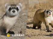 Хорек степной