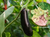 Баклажаны порадуют новыми плодами