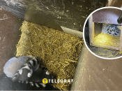 Поляк пытался выкрасть из Украины лемуров: предлагал немалую взятку пограничникам (фото)