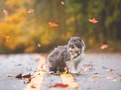 Гороскоп для Овнов, Скорпионов и Козерогов