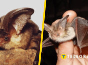 Ушан австрийский