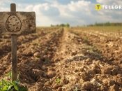 Деякі культури не можна висаджувати після картоплі  (зображення створено за допомогою ШІ)