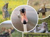 Зібрали найсмішніші фото-фіналісти Comedy Wildlife Photography Awards 2023