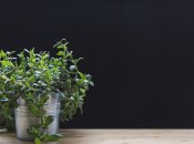 Грошове дерево, або як його ще називають — товстянка