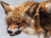 "Милая" лиса может быть смертельно опасной