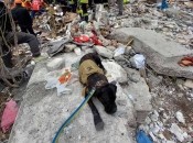 Службова собака Тара