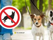 Выгул собак