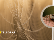 В Україні можна побачити павуків-мігрантів