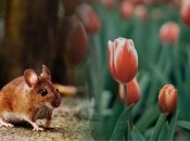 Гризуни навіть не підійдуть до вашої клумби