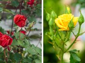 Корисні поради щодо підготовки троянд до зими