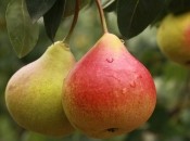 Не плодоносит груша -  причина и решение проблемы