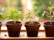 Рассада нуждается в тщательном уходе