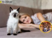 Кот на диване с хозяйкой