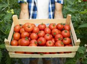 Як удобрювати дріжджами помідори