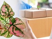 Є багато міфів, пов'язаних з купівлею рослин в холодну пору року