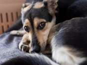 На защиту собак стали неравнодушные