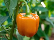 Болгарський перець вразить своїм розміром за умови правильного догляду (зображення створено за допомогою ШІ)