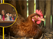 Брук Роллинз предлагает жителям США заняться птицеводством