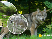 На Хмельнитчине стая волков заходит в села