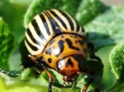 Колорадский жук