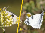 Зорька белая