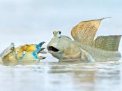 "Сусідська суперечка" Офера Леві