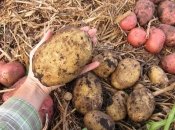 Секрети великого урожаю картоплі