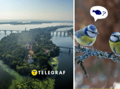 На Днепропетровщине увидели редкую птицу