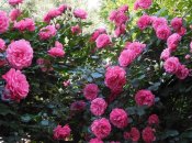 Цвітіння троянд