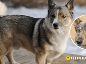 Порода собаки шведский вальхунд