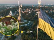 В столице размножается редкая бабочка Поликсен