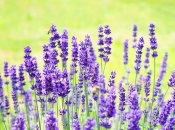 Забудете як виглядають комарі