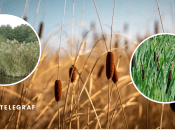 Как правильно на украинском говорить: рогіз или очерет