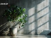 Взимку фікусу потрібно забезпечити особливі умови (зображення створено за допомогою ШІ)