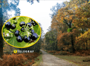 Растение паслен черный