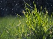 Українців очікує дощовий тиждень