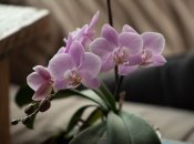 Уход за орхидеями требует усилий